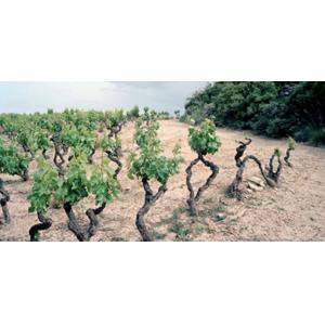 Bodegas Telmo Rodriguez