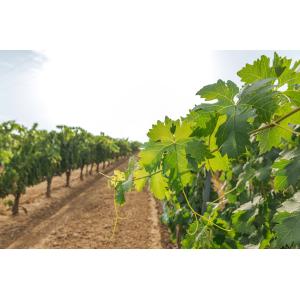 Bodegas Abadia La Arroyada
